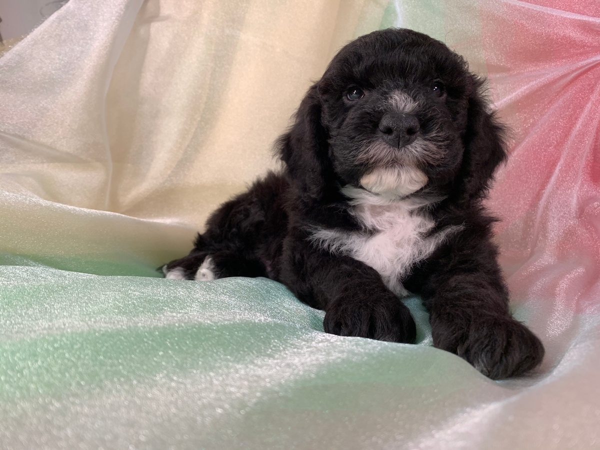 Male, Black and White, Miniature Goldendoodle Puppy for Sale DOB 11-5-2019 $1500